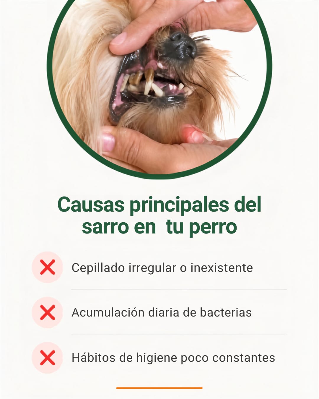 HUESO LIMPIA DIENTES PARA TÚ MASCOTA